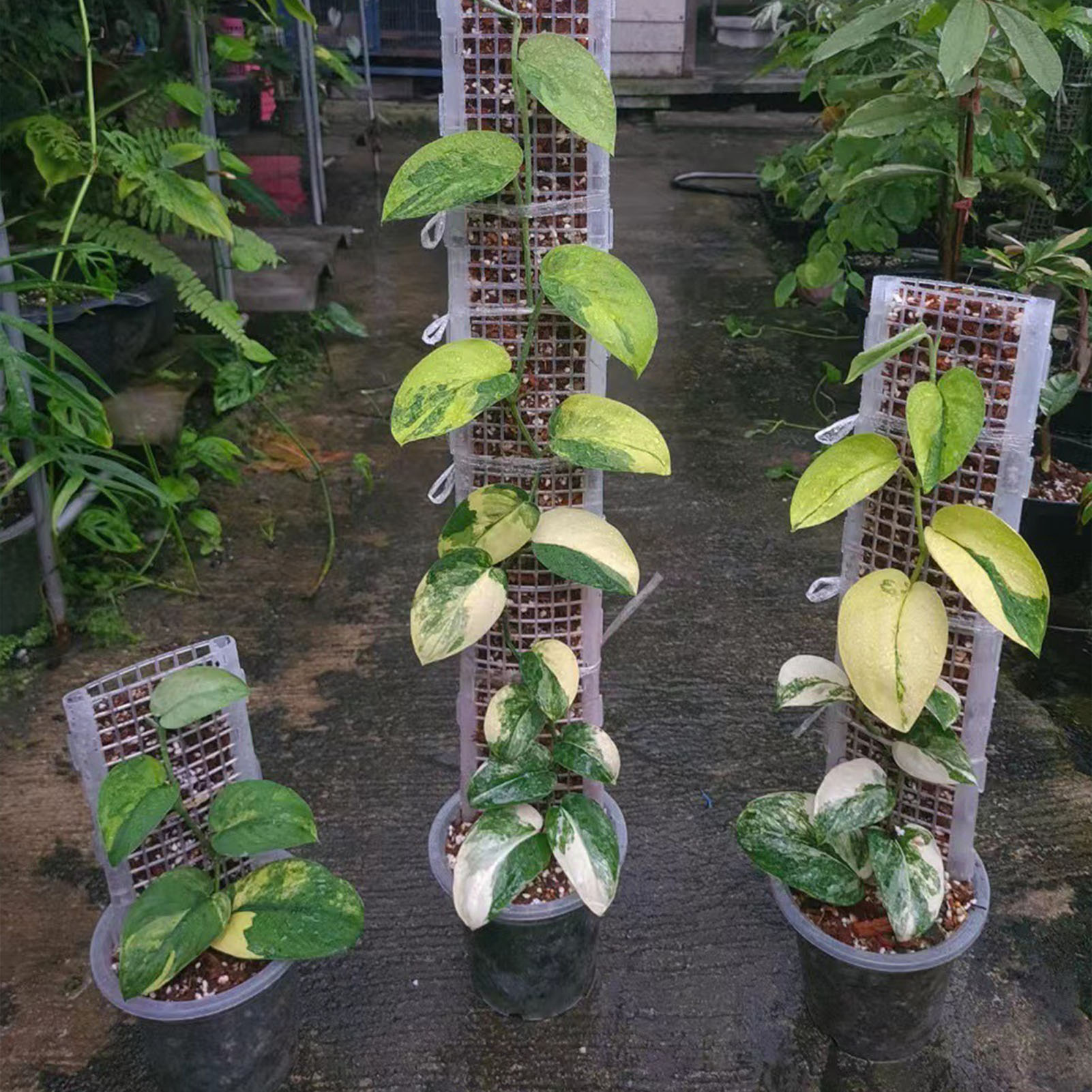 Monstera Thai Constellation - เสามอสพลาสติกสำหรับปลูกพืชเสามอสแบบกลวงสำหรับพืชในร่มและกลางแจ้ง