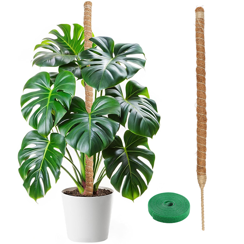 เสาค้ำต้นไม้แบบโค้งงอได้ 60-10 - Monstera Thai Constellation บทวิจารณ์และราคา