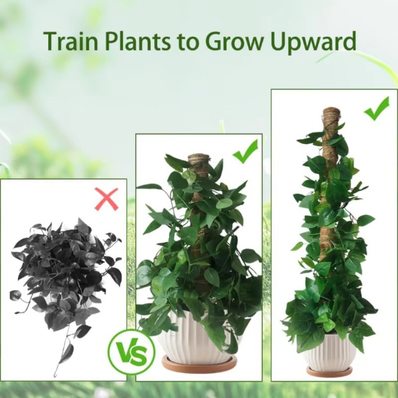 เสาค้ำต้นไม้แบบโค้งงอได้ 60-10 - Monstera Thai Constellation บทวิจารณ์และราคา