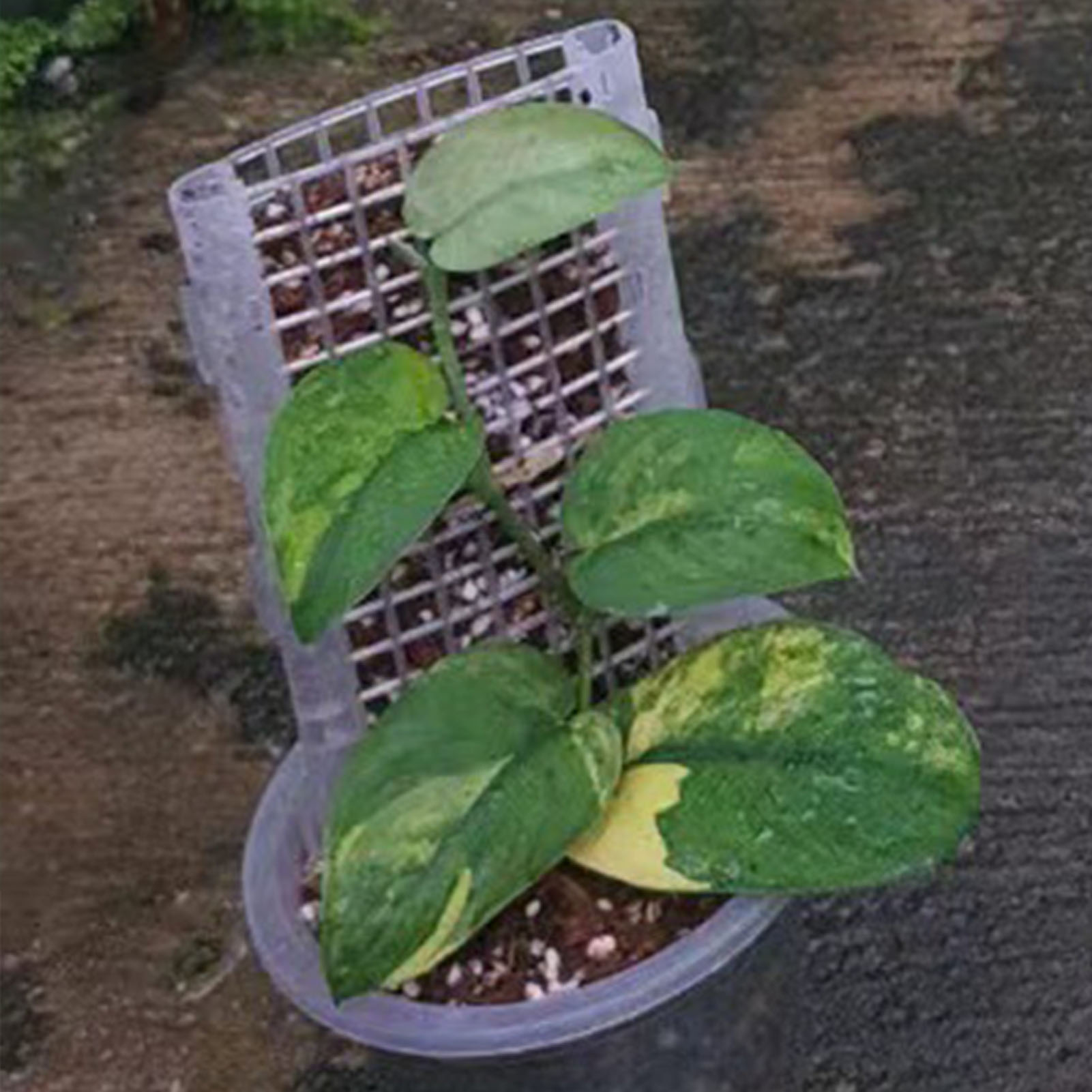 เสามอสพลาสติกสำหรับปลูกพืชเสาม - Monstera Thai Constellation บทวิจารณ์และราคา