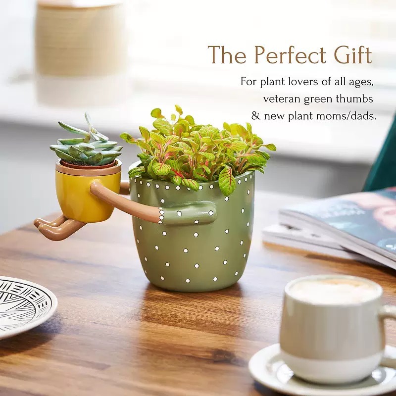 กระถางเรซิ่นลายจุดสำหรับปลูกต้ - Plant Parent Pot บทวิจารณ์และราคา