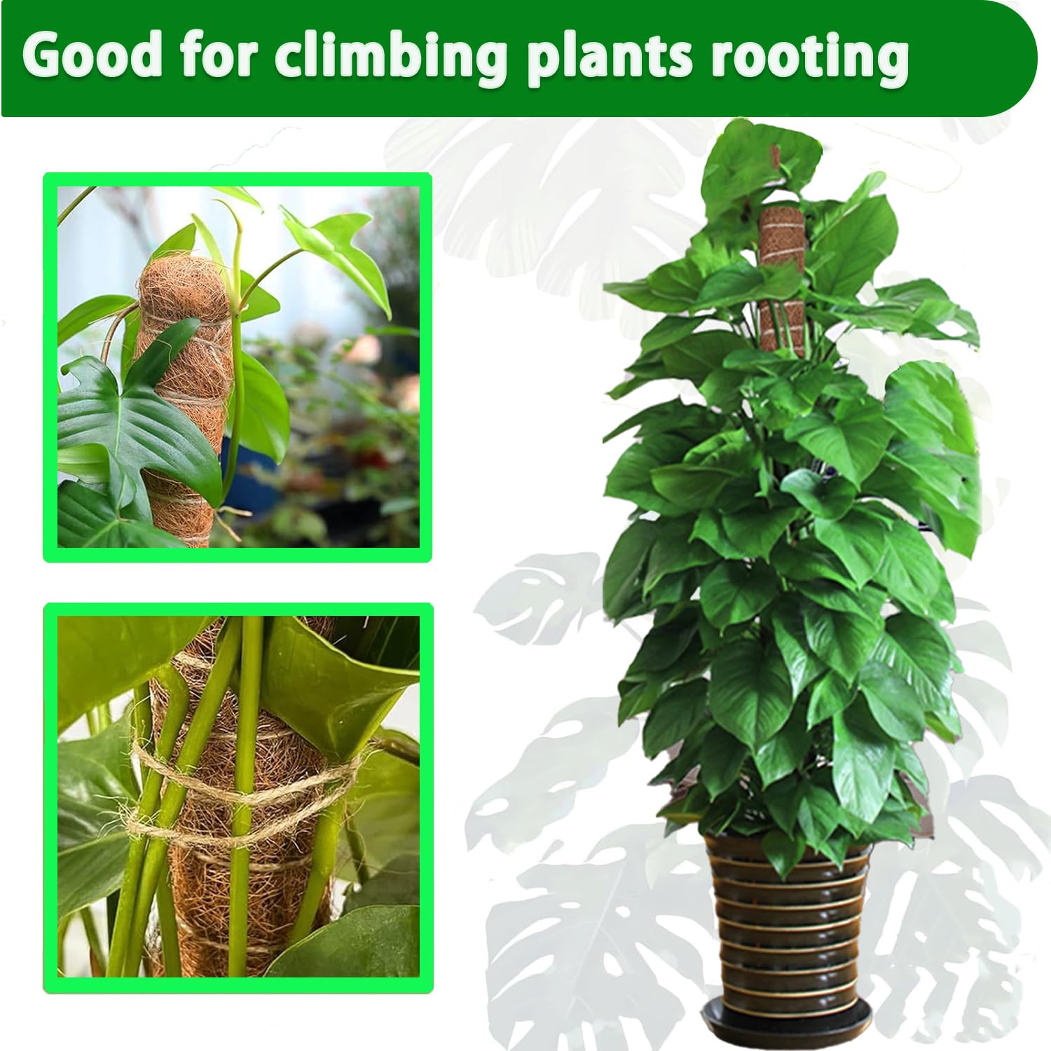 เสาไม้เลื้อย 38/43/53 ซม. สำหร - Monstera Thai Constellation บทวิจารณ์และราคา