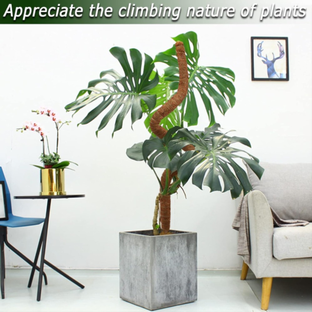 เสาไม้โคกยืดหยุ่นขนาด 30-100 ซ - Monstera Thai Constellation บทวิจารณ์และราคา