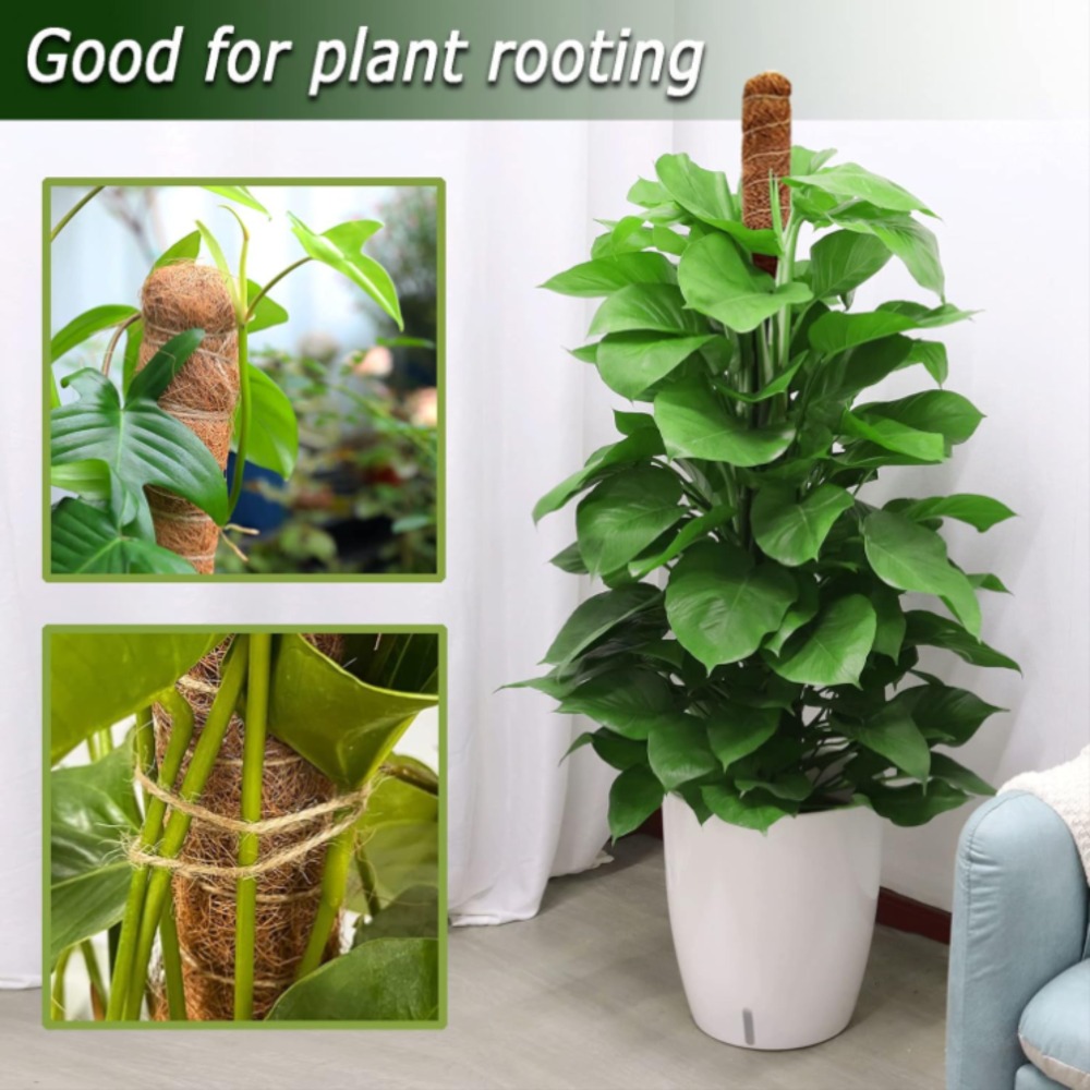 เสาไม้โคกยืดหยุ่นขนาด 30-100 ซ - Monstera Thai Constellation บทวิจารณ์และราคา