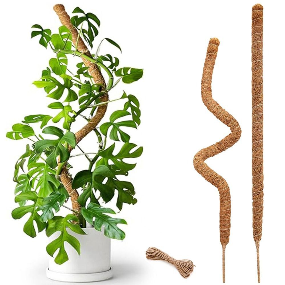 เสาค้ำต้นไม้แบบโค้งงอได้ ทำจาก - Monstera Thai Constellation บทวิจารณ์และราคา
