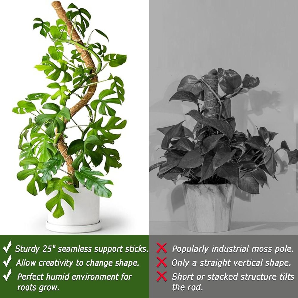 เสาค้ำต้นไม้แบบโค้งงอได้ ทำจาก - Monstera Thai Constellation บทวิจารณ์และราคา