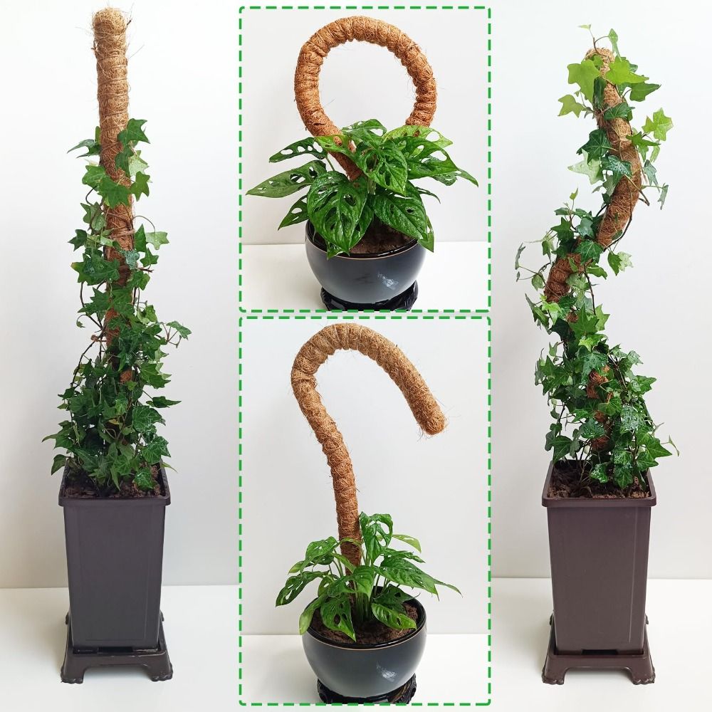 เสาค้ำต้นไม้แบบโค้งงอได้ ทำจาก - Monstera Thai Constellation บทวิจารณ์และราคา