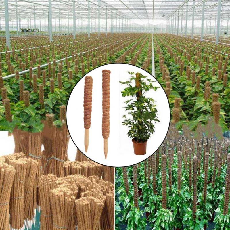 เสาต้นมะพร้าวสำหรับพืชเลื้อยขน - Monstera Thai Constellation บทวิจารณ์และราคา