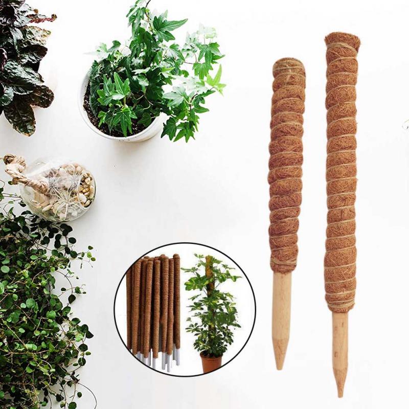 เสาต้นมะพร้าวสำหรับพืชเลื้อยขน - Monstera Thai Constellation บทวิจารณ์และราคา